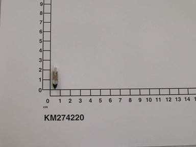 KM274220